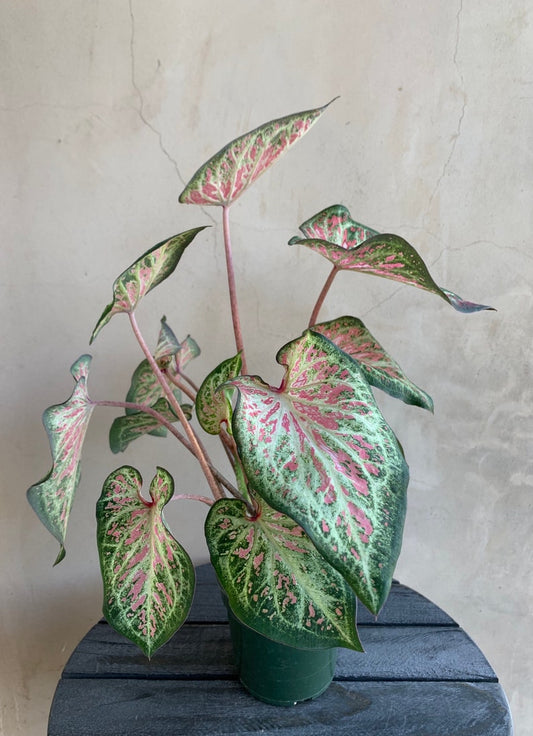 4" Caladium Live Plant, Rare Houseplant in 4" Nursery Pot, Caladium bicolor