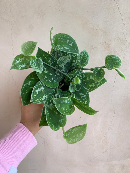 4” Scindapsus Pictus 'Satin' Argyraeus - Silky Leaves Houseplant in 4” Nursery Pot - Indoor Plant for Home Decor