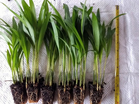 Areca Palm Plants (3 Pack) - Dypsis lutescens - Indoor/Outdoor Non-Toxic - Fast-Growing Houseplants