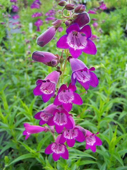 Penstemon commarhenus 100 mg Seeds For Planting