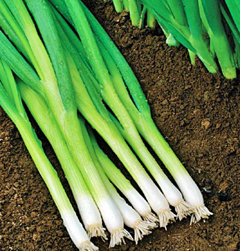 Onion Lisbon White Bunching Allium fistulosum L. Seeds For Planting