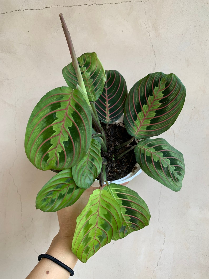 4” Maranta Red Prayer Plant, Live Houseplant, Easy Care, Stunning Leaves, Maranta leuconeura