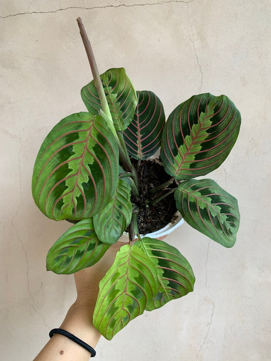 4” Maranta Red Prayer Plant, Live Houseplant, Easy Care, Stunning Leaves, Maranta leuconeura