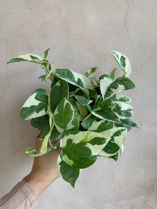 4” Pothos N'Joy Plant | Variegated Houseplant | Live Indoor Plant | Easy Care | Epipremnum aureum