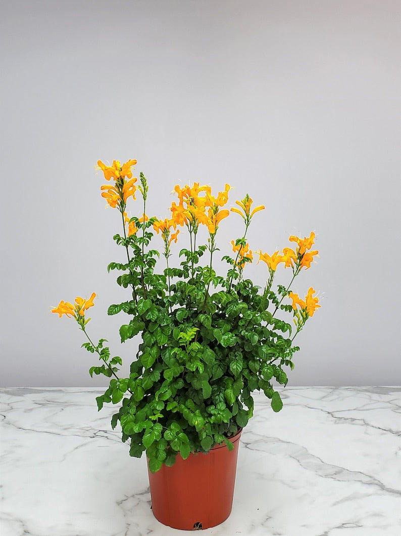 Cape Honeysuckle Bush 3 Gallon Orange Flowers - Tecomaria capensis - Tropical Plant for Gardens and Containers