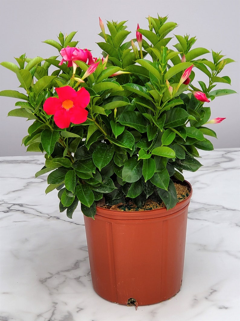Dipladenia Bush Coral Flower Plant - Live Tropical Plant in 3 Gallon Pot - Dipladenia spp. - Perfect for Containers & Hanging Baskets