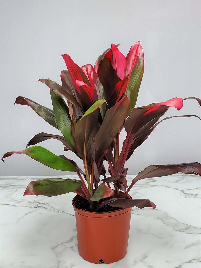 Hawaiian Ti Plant - 36" to 44" Tropical Foliage - Cordyline - Live Easy Care Indoor Plant - Good Luck Plant