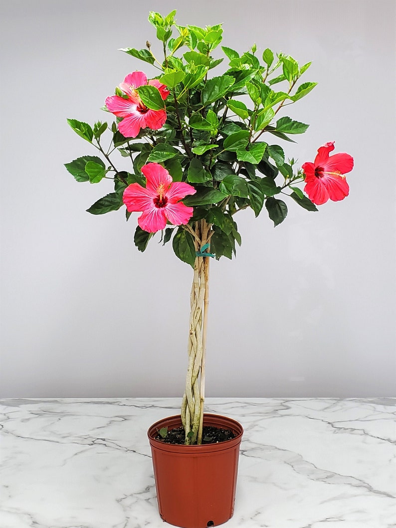 Pink Braided Hibiscus Tree - 3 Gallon - Tropical Hibiscus rosa-sinensis - Colorful Patio Plant for Hummingbirds and Butterflies