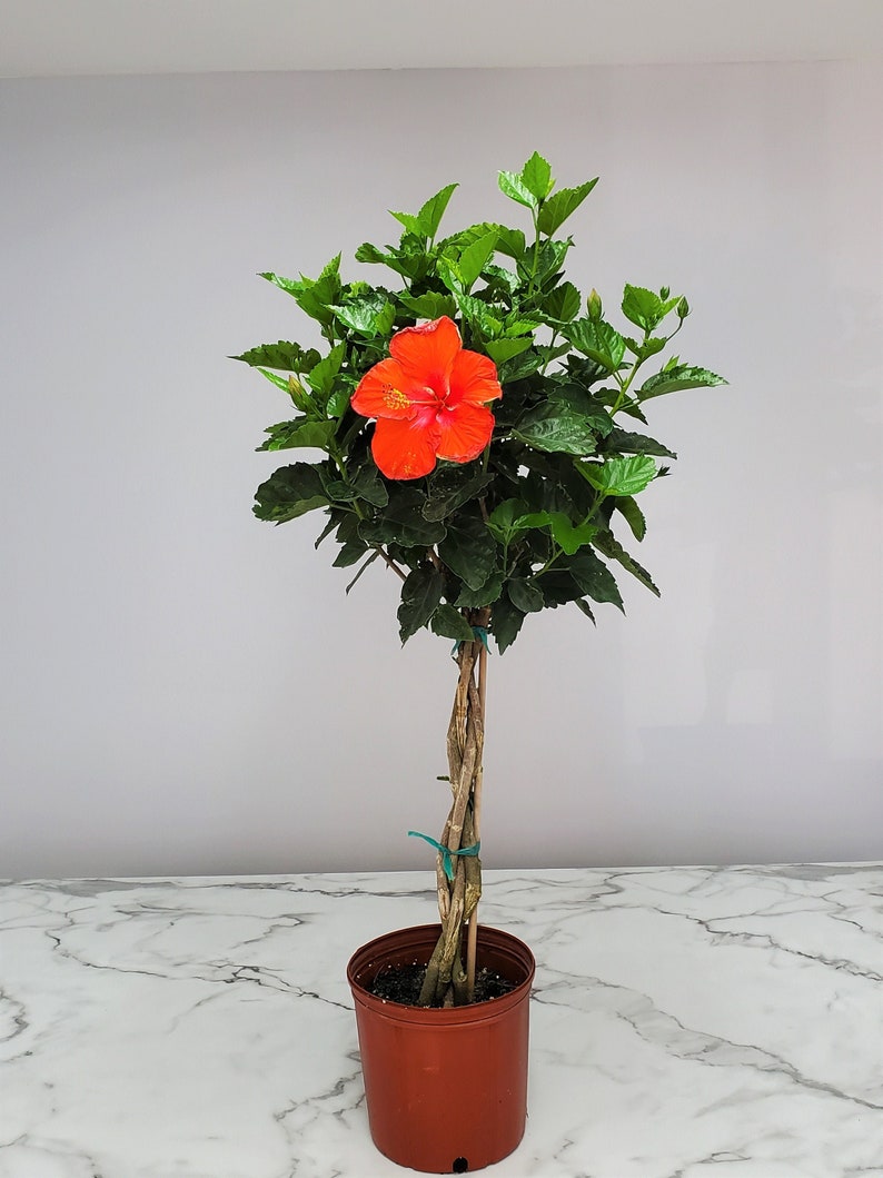 Red Braided Hibiscus Tree Plant 3 Gallon - Tropical Flowering Hibiscus (Hibiscus rosa-sinensis) - Live Plant for Garden & Patio