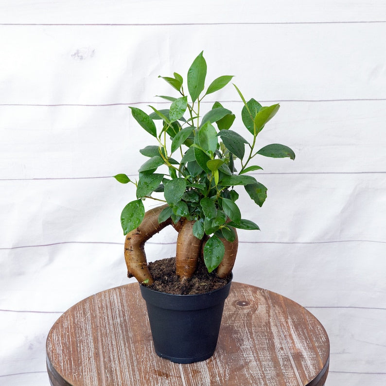 LIVE 4 Inch Ficus Bonsai Plant - Ginseng Ficus (Ficus Retusa) - Miniature Evergreen Gift for Plant Lovers & Gardening Enthusiasts