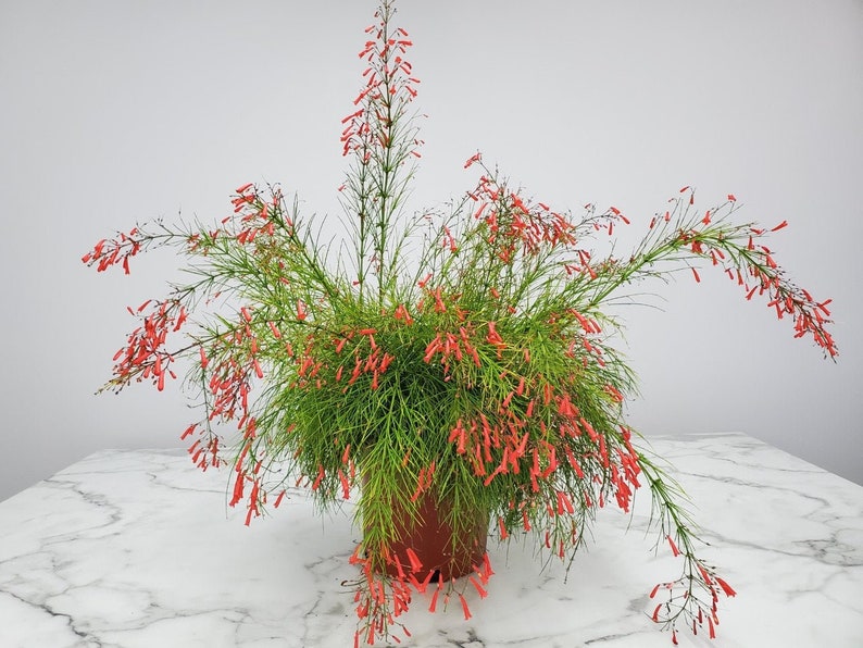 Red Firecracker Plant Bush - 3 Gallon - Tropical Foliage, Red Blooms - Russelia equisetiformis - Low Maintenance, Drought Tolerant