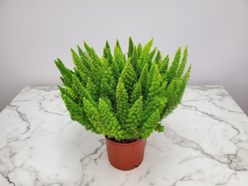 Foxtail Fern Plant - Live 3 Gallon Tropical Foliage - Asparagus densiflorus - Easy Care Indoor/Outdoor Greenery