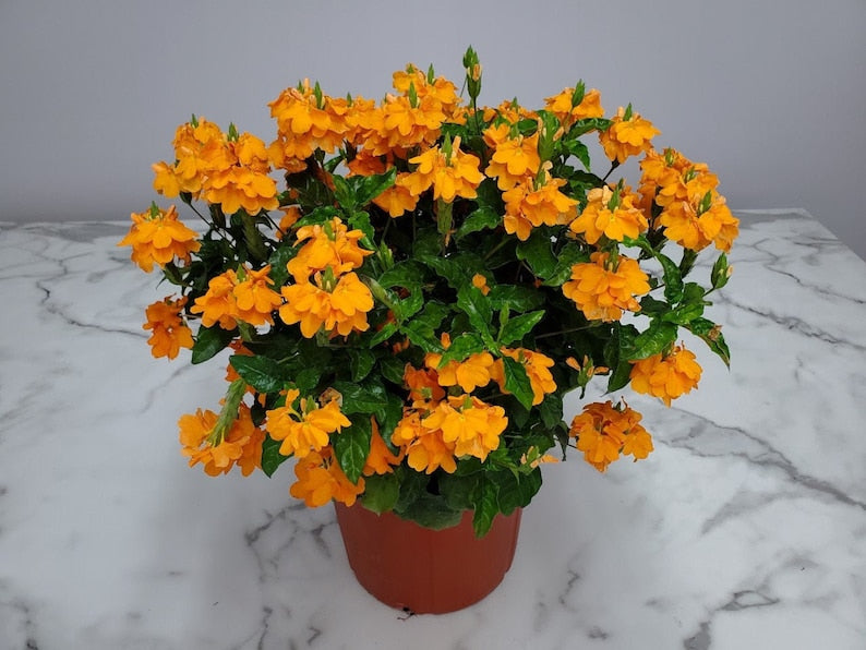 Crossandra Plant - 3 Gallon - Orange Marmalade - Tropical Flowering Houseplant - Crossandra Orange Marmalade