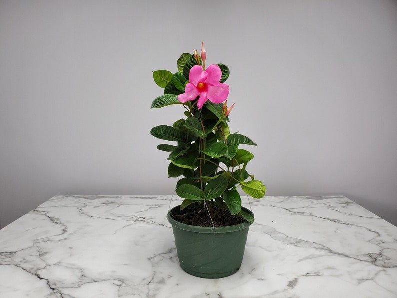 Pink Mandevilla Plant Hanging Basket - 12" Tropical Flowering Plant - Mandevilla spp. - Climbing Vine for Hummingbirds & Butterflies
