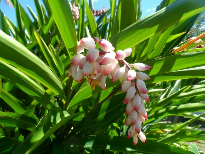 Two Shell Ginger Rhizomes, Alpinia zerumbet, Exotic Blooms & Edible Uses, Freshly Harvested, Free Shipping