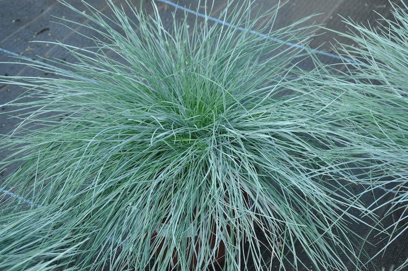 Blue Fescue 'Elijah Blue' Live Starter Plant - Ornamental Grass in 3” Pot - Festuca glauca - Drought Tolerant, Deer Resistant