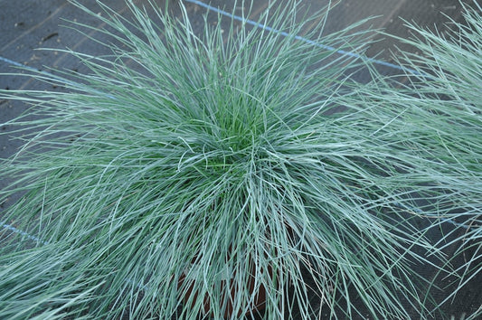Blue Fescue 'Elijah Blue' Live Starter Plant - Ornamental Grass in 3” Pot - Festuca glauca - Drought Tolerant, Deer Resistant