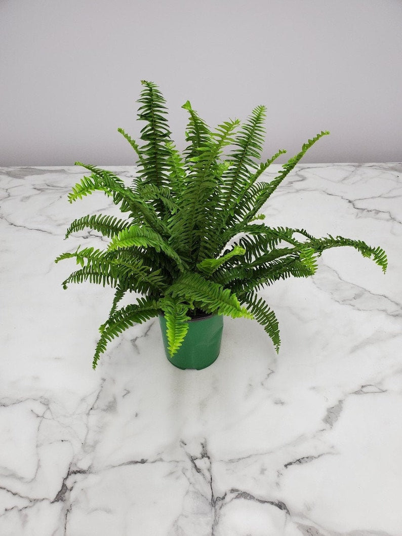 Live Kimberly Queen Fern Plant - 1 Gallon - Tropical Foliage - Nephrolepis obliterata - Easy Care Outdoor Plant