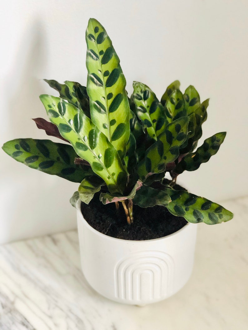 Rattlesnake Calathea Plant - Multiple Sizes - Lancifolia - Green Leaves with Purple Underside - Calathea lancifolia