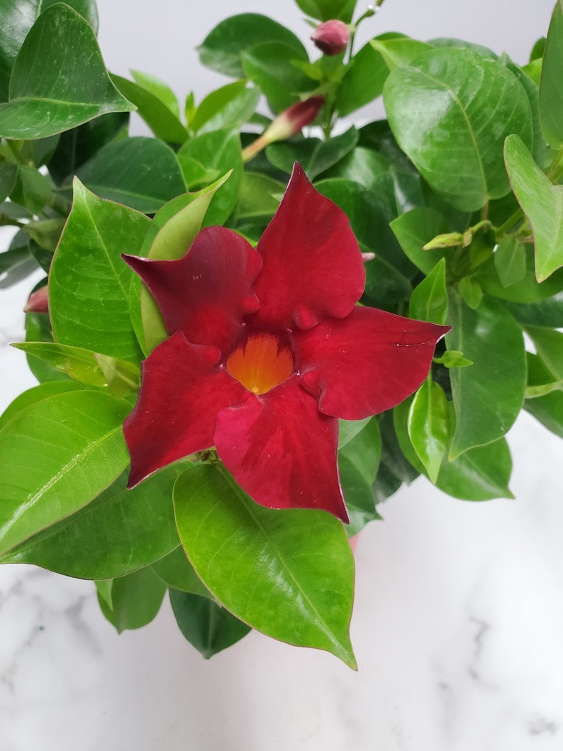 Live Red Dipladenia Bush Plant - 1 Gallon Tropical Flowering Plant - Dipladenia sanderi - Ideal for Containers & Hanging Baskets