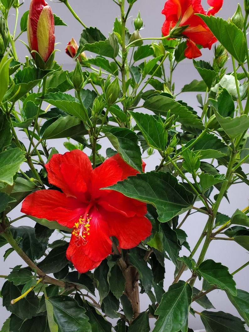 Red Standard Hibiscus Tree - 3 Gallon - Tropical Flowering Plant - Hibiscus rosa-sinensis - Attracts Hummingbirds & Butterflies