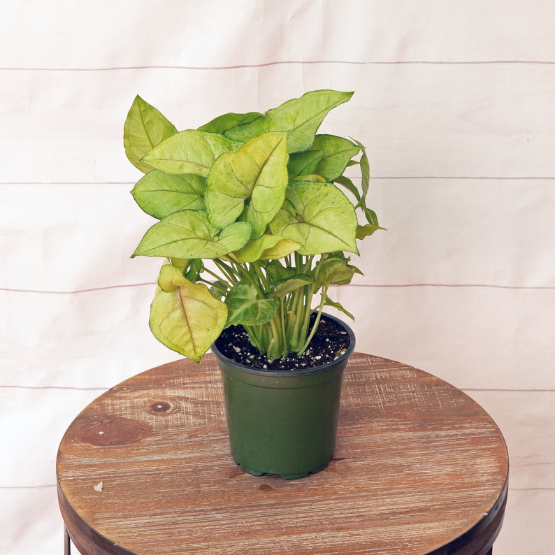 LIVE Syngonium Nephthytis White Butterfly 4" Pot | Goosefoot Plant | Easy Care Indoor Houseplant | Air Purifying Foliage
