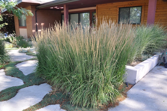 Calamagrostis 'Karl Foerster' Ornamental Grass Starter Plant 3" Pot - Perennial, Deer Resistant, Hardy in Zones 4-8
