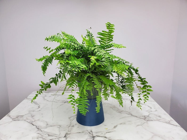 Live Macho Fern Plant - 12" Hanging Basket - Large Green Foliage - Nephrolepis exaltata - Tropical Indoor/Outdoor Plant