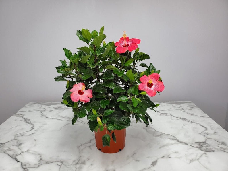 Live Pink Hibiscus Bush - Tropical Flowering Plant - 3 Gallon - Hibiscus rosa-sinensis - Attracts Hummingbirds & Butterflies