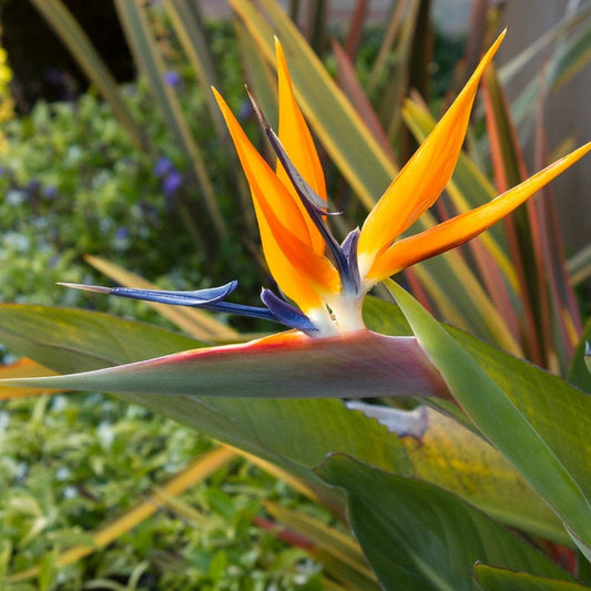 4Pk 3-Inch Orange Bird of Paradise Plants - Strelitzia Reginae - Tropical Evergreen Perennial - Live Indoor/Outdoor Flora