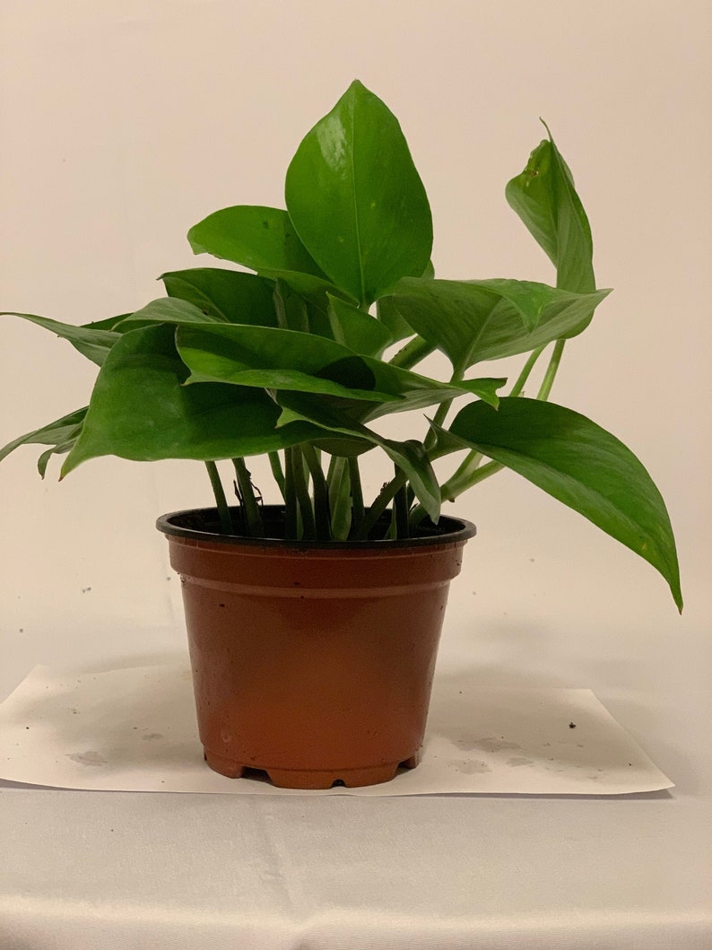 4 Inch Pothos Plant - 'Golden Devil's Ivy' - Epipremnum aureum - Indoor/Outdoor Houseplant for Indirect Light