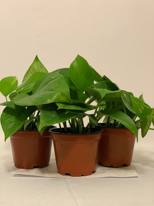 3 Pk 4 Inch Pothos Plants 'Golden Devil's Ivy' - Epipremnum aureum - Indoor Houseplant for Bright Indirect Light, Easy Care