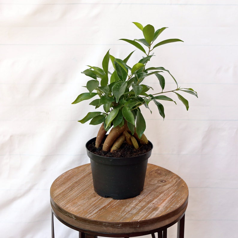 LIVE 6 Inch Ficus Bonsai Plant - Ginseng Ficus (Ficus Retusa) - Indoor Houseplant Gift, Plant Lover, Mother's Day, Housewarming
