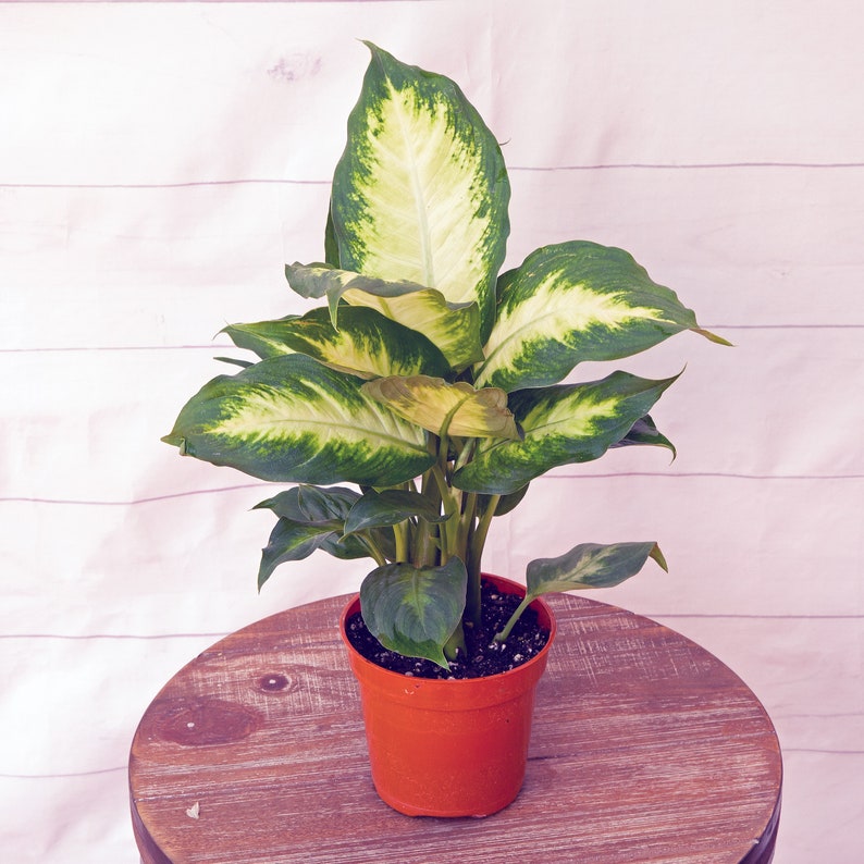 LIVE 4 Inch Pot Dieffenbachia Dumb Cane Plant, Variegated Leaves, Indoor Houseplant, Dieffenbachia spp.