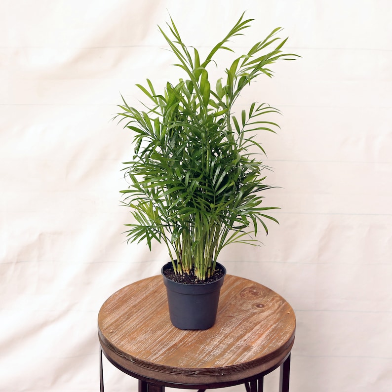Parlor Palm Plant 4 Inch Pot Chamaedorea Elegans Indoor Air Purifying Houseplant Low Light Gift