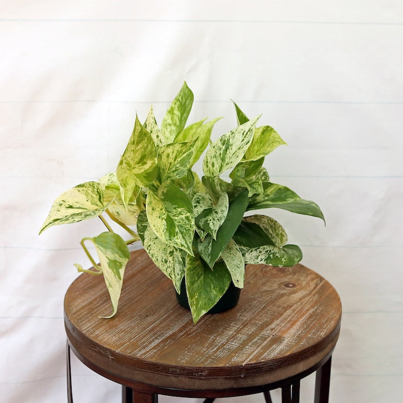 LIVE 4 Inch Marble Queen Pothos Plant, Variegated Indoor Vine, Epipremnum Aureum, Perfect Gift for Mother's Day and Garden Lovers