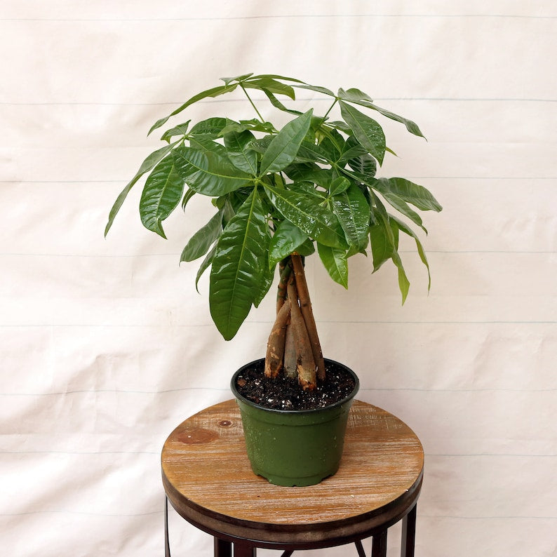LIVE Money Tree Plant in 6 Inch Pot, Pachira Aquatica, Good Luck Housewarming Gift, Feng Shui Indoor Plant