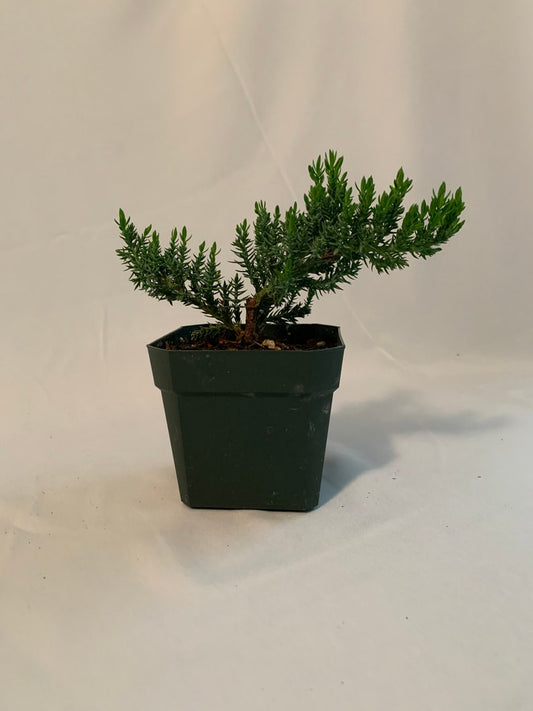 3.5 Inch Dwarf Juniper Starter Plant - Procumbens Nana - Fully Rooted Pre-Bonsai - Hardy Bonsai Tree for Indoor/Outdoor Use