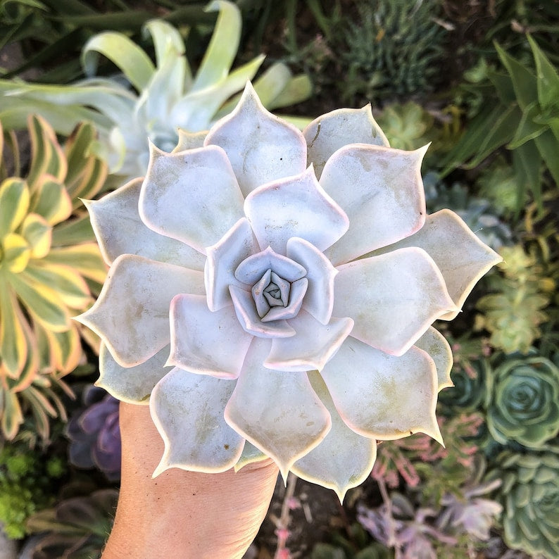 Ghost Echeveria Succulent Starter Plant - Lilac Grey Rosette - Echeveria - Live Plant in 3" Pot - Indoor/Outdoor Decor