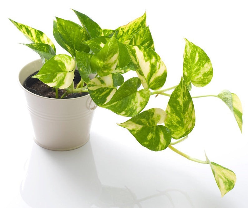 Golden Pothos Plant - Vining Houseplant - Easy Care Devil’s Ivy - Epipremnum Aureum - Beginner Friendly Indoor Plant