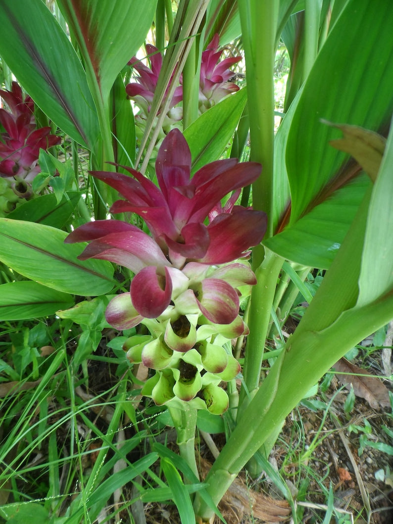 Ginger Curcuma Petiolata Rhizomes, Hidden Pink, 2x Large Organic Plant Starts, Easy Grow, Free Shipping Included