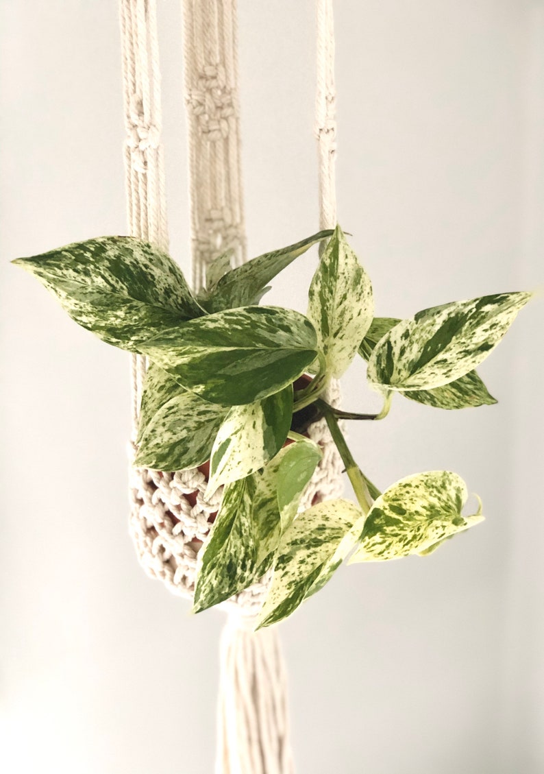 Marble Queen Pothos Plant - Variegated Devil's Ivy - Epipremnum Aureum - Available in Multiple Sizes - Indoor Houseplant