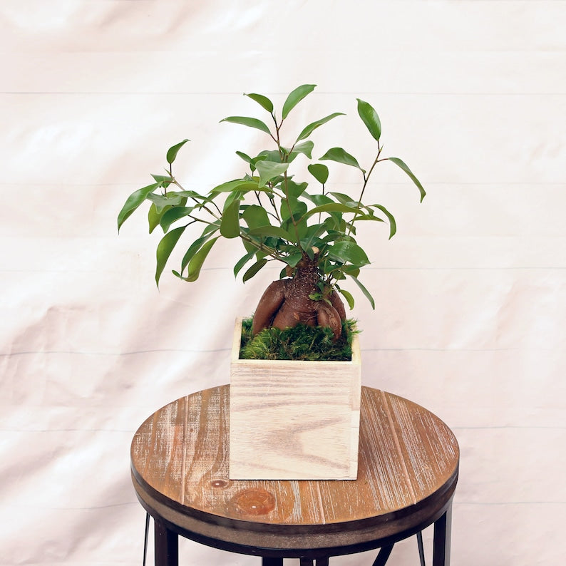 LIVE 5 Inch Ginseng Ficus Bonsai Plant in Wooden Pot, Air Purifying Evergreen Houseplant, Ficus Retusa, Unique Gift Idea