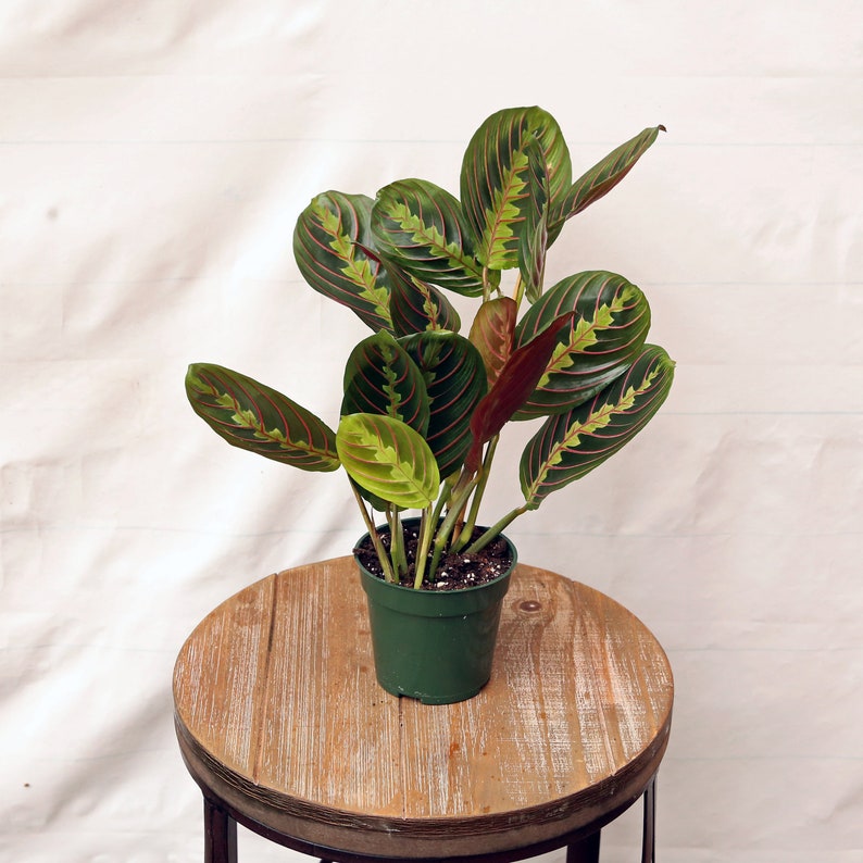 LIVE 4 Inch Red Maranta Prayer Plant, Potted Herringbone Houseplant, Unique Gift for Friends & Teachers, Maranta leuconeura
