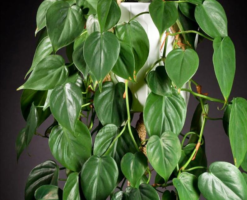 Heart Leaf Philodendron Cuttings - Unrooted Easy Care Indoor Plant - Philodendron hederaceum - Dark Green Heart-Shaped Leaves