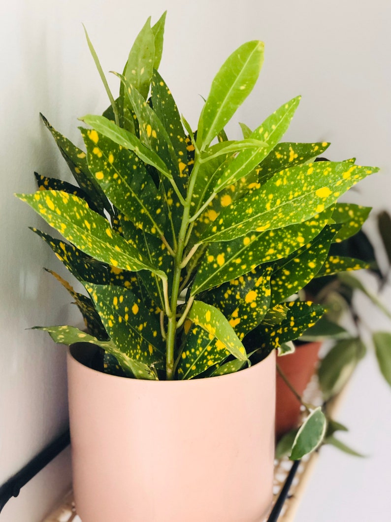 Variegated Japanese Laurel 4” Houseplant - Aucuba Japonica Gold Dust Plant - Tropical Indoor Plant with Distinct Foliage