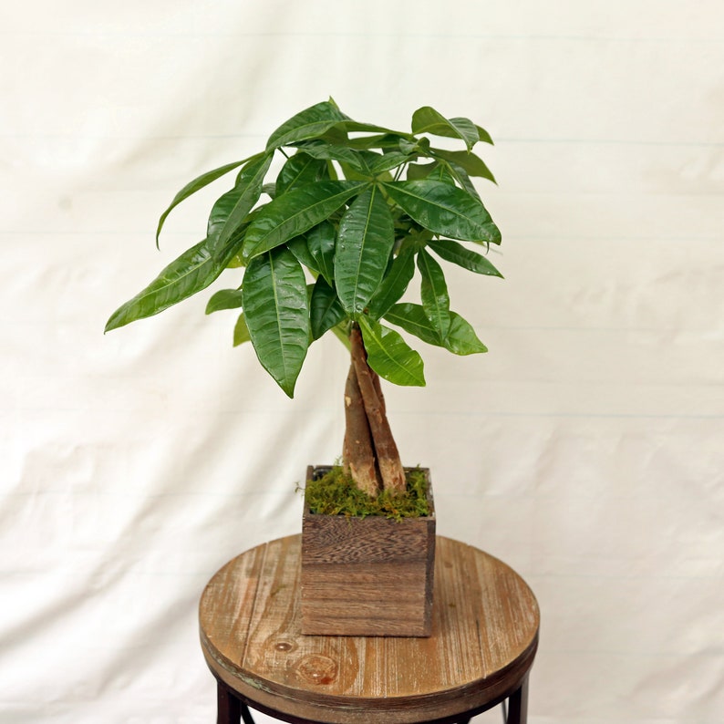 LIVE 5 Inch Money Tree Plant, Pachira Aquatica, Good Luck Bonsai, Elegant Indoor Decor, Feng Shui Plant Gift