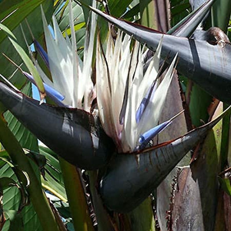 Giant White Bird of Paradise 9pk - Strelitzia Nicolai - 3.5" Rose Pot - Tropical Plants for Indoor or Outdoor Gardens