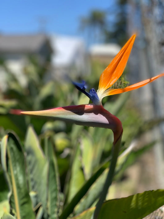 3 Pack Orange Bird of Paradise Plants - Strelitzia Reginae - Tropical Evergreen Perennial - 3 Inch Live Plants in Rose Pot