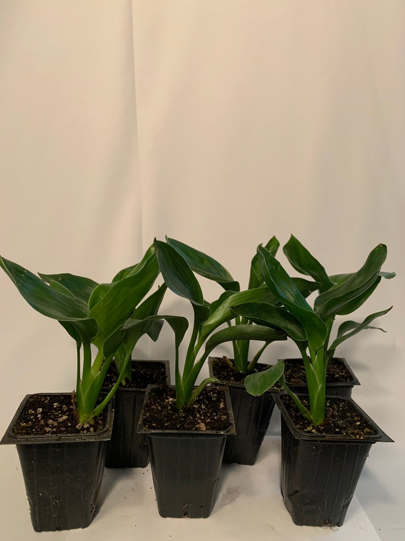 6pk 3 Inch Orange Bird of Paradise Plants - Strelitzia Reginae - Tropical Evergreen Perennial, Crane Flower, Live Plants